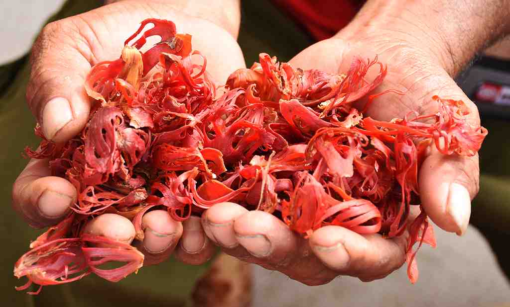 MACE (BUNGA PALA)