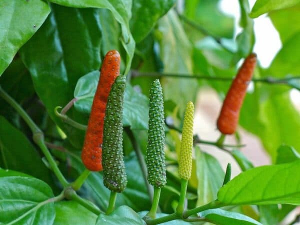 LONG PEPPER (CABE JAWA)