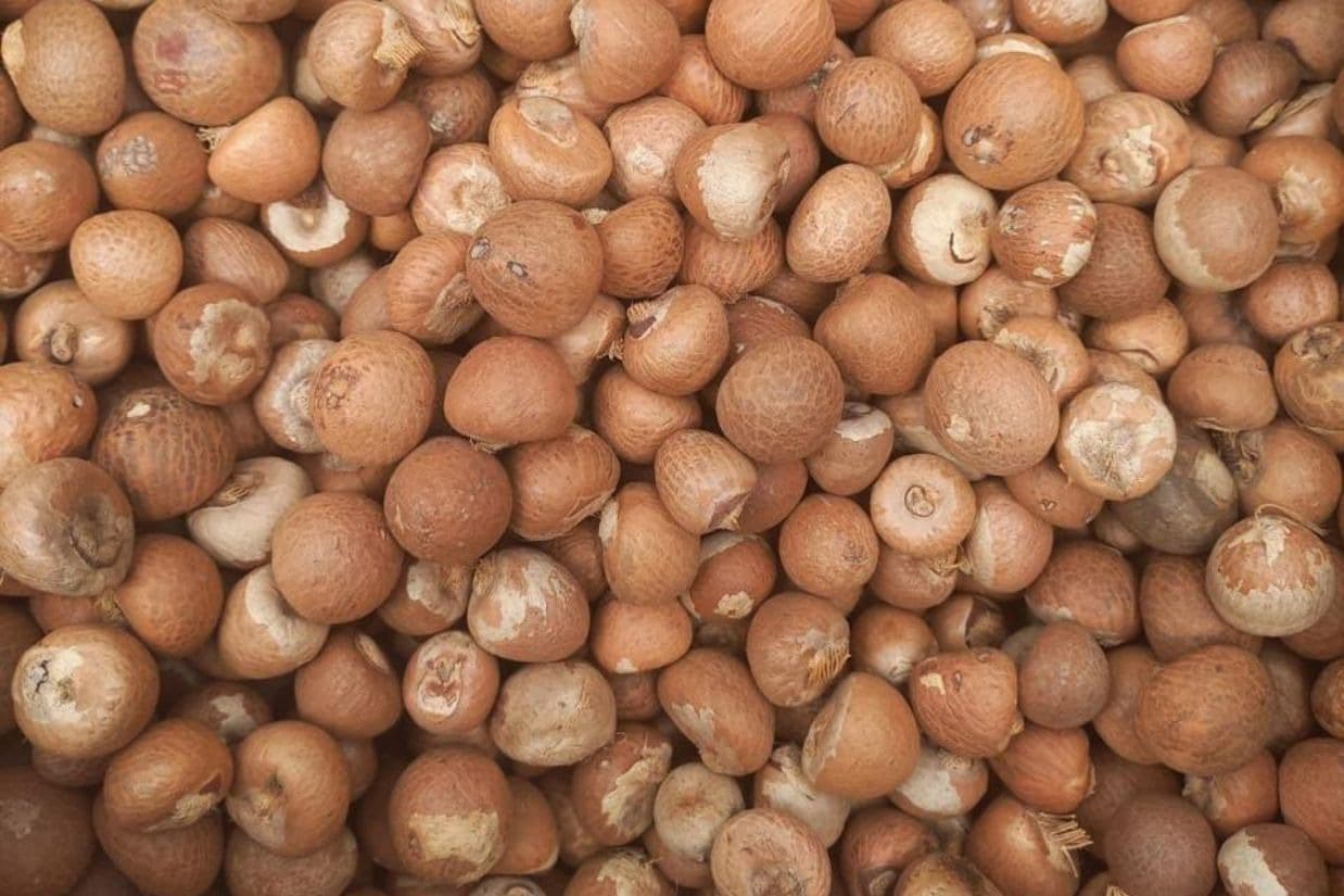 WHOLE BETEL NUT (PINANG BULAT KERING)